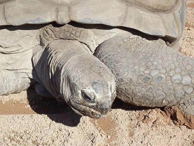 tortuga gigante de aldabra