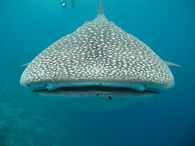 tiburones maldivas