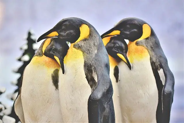 pinguinos amor