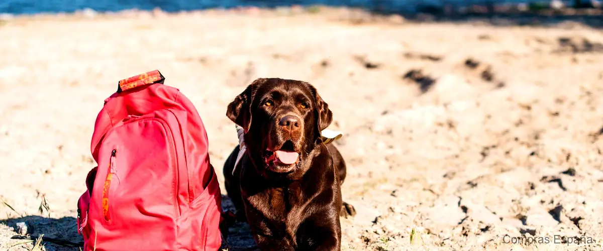 Chaleco salvavidas perro Decathlon: protección acuática