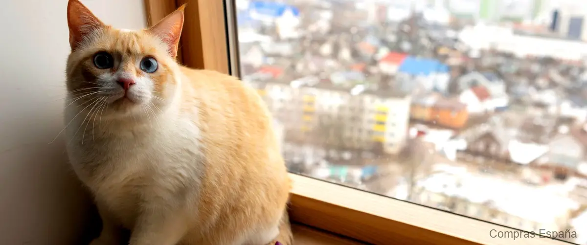 Crea un espacio seguro para tus gatos con la red para ventanas de Leroy Merlin