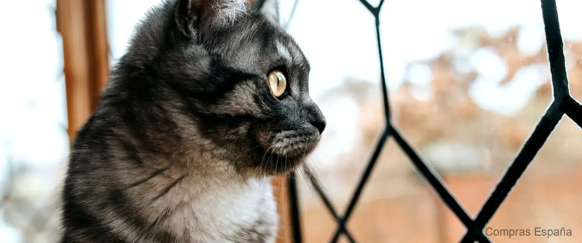 Descubre la resistente red de protección para gatos de Leroy Merlin