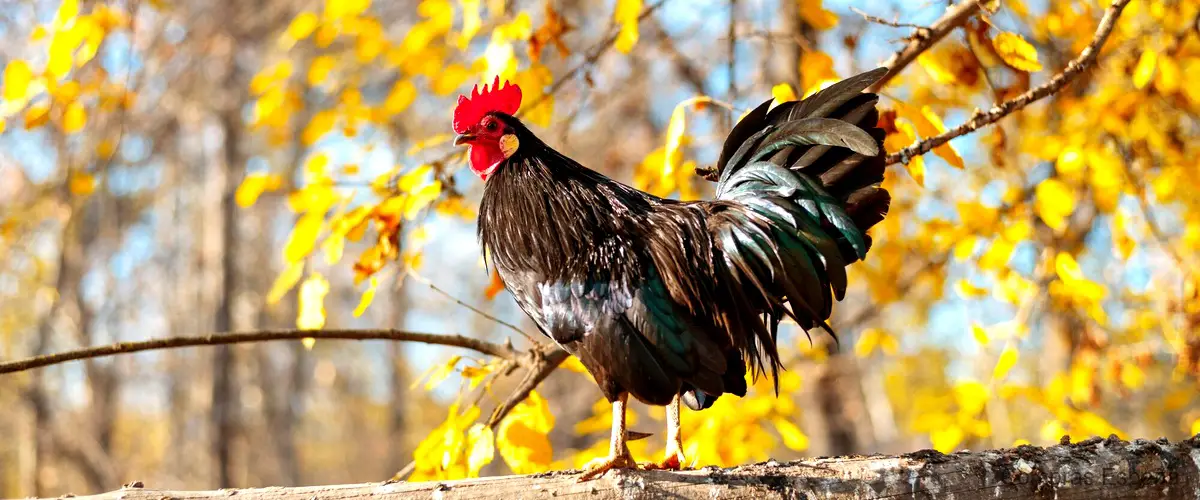 El gallo congelado de Mercadona: una opción económica y de calidad