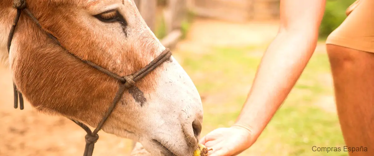 Los usos más populares de la grasa de caballo en el cuidado de la piel